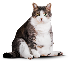 Фото до: жирненький котик